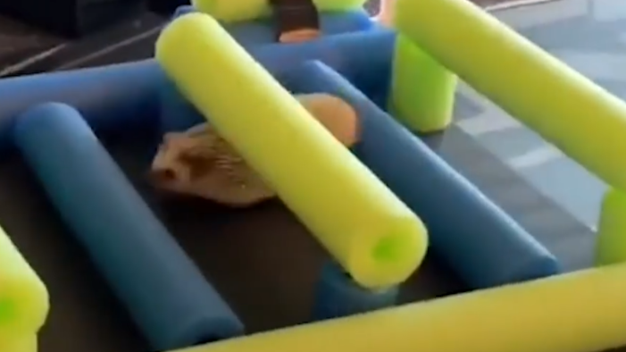 Man Makes Ninja-Warrior-Style Course For His Hedgehog 
