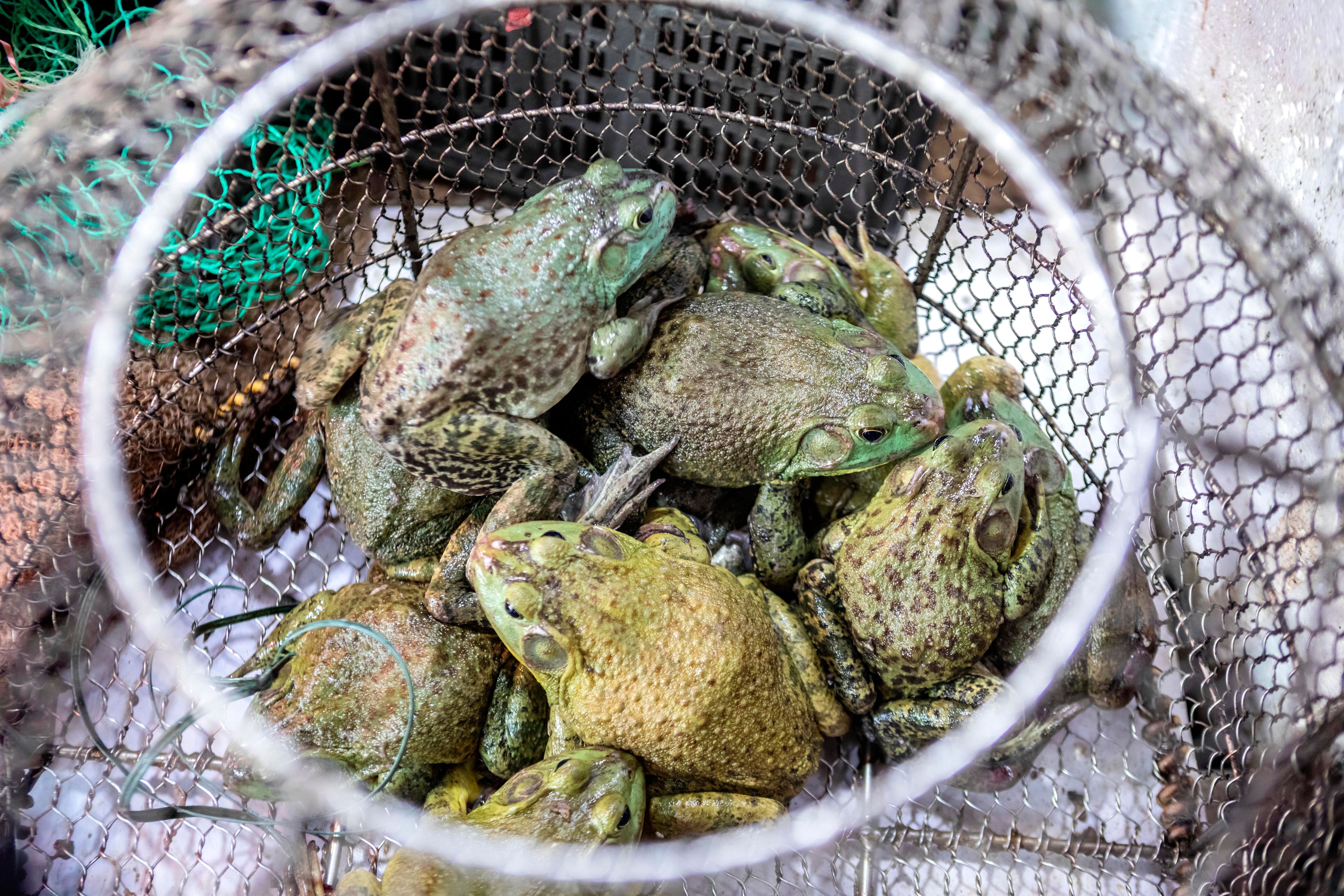 Live frogs for sale.